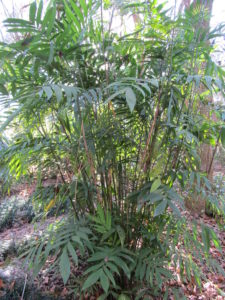 Bamboo Palm Tree