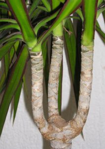 Dracaena with red edges