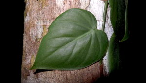 Philodendron_hederaceum