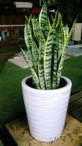 Snake Plant