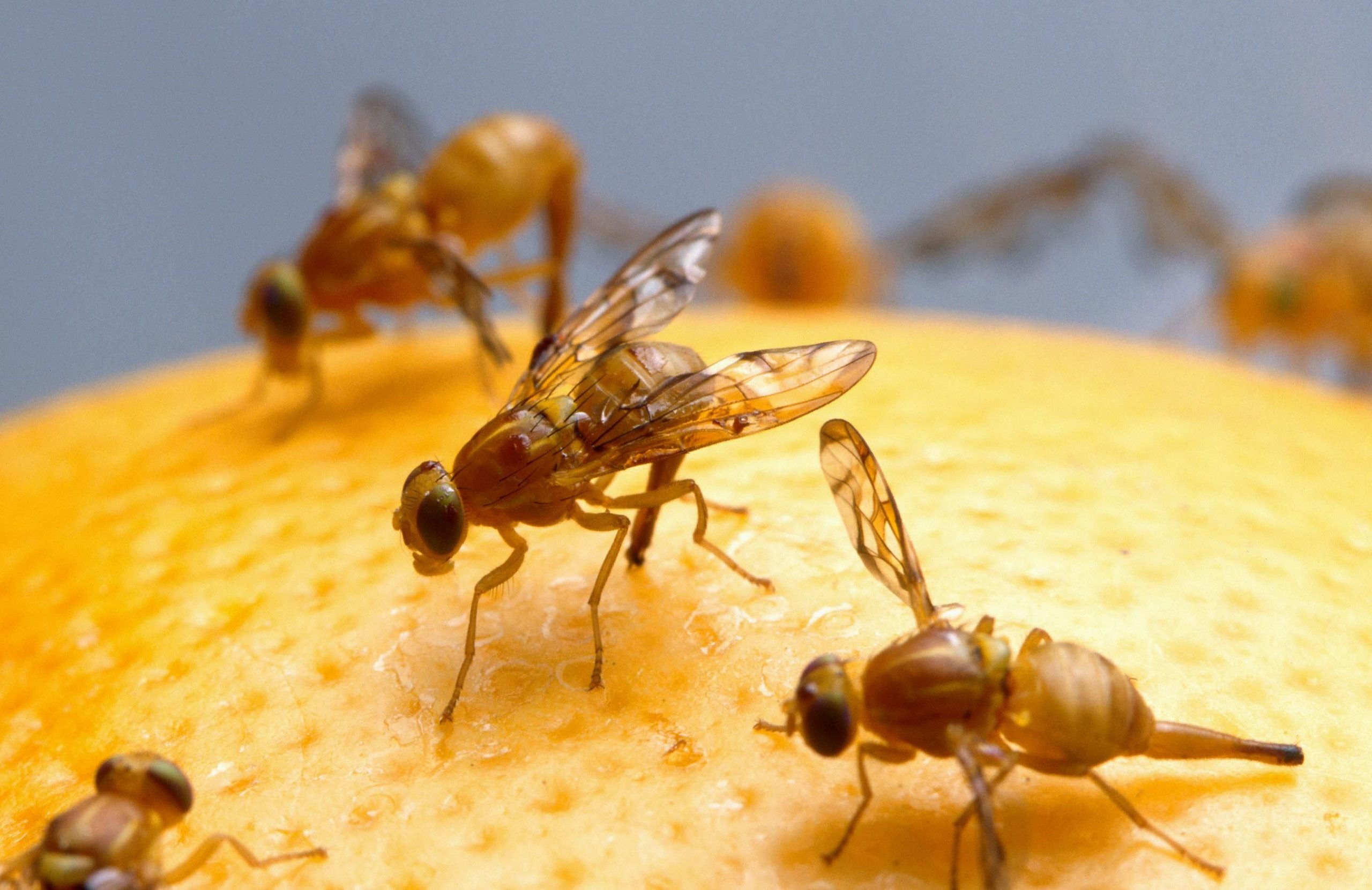 Female Mexican fruit fly insect