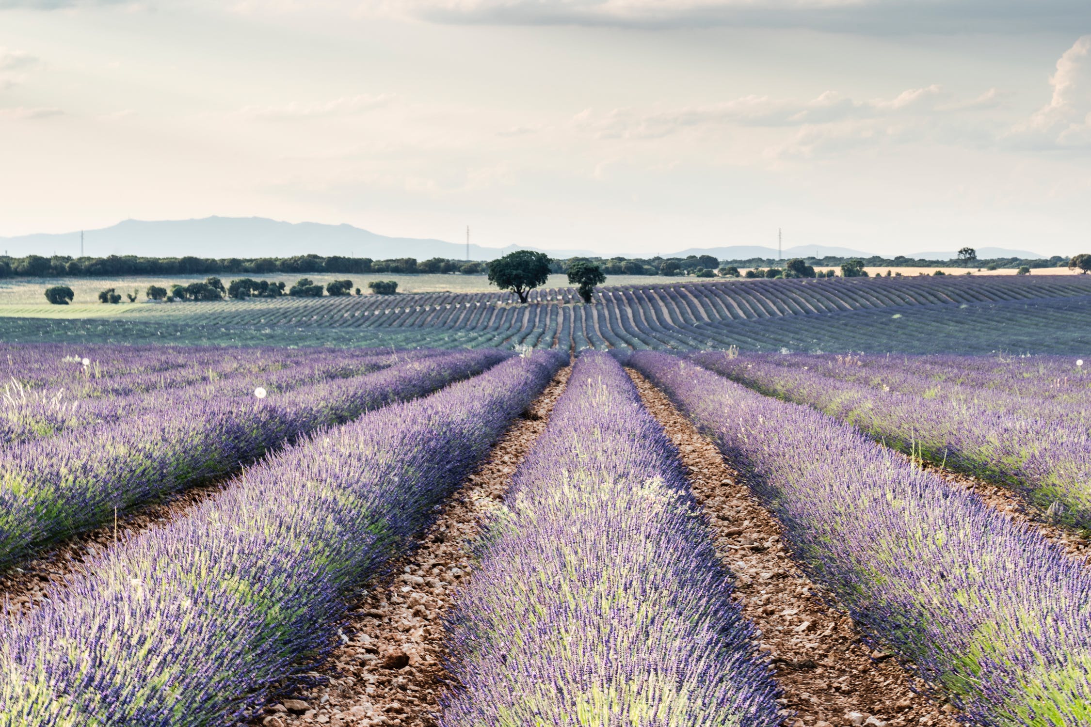 lavender fields