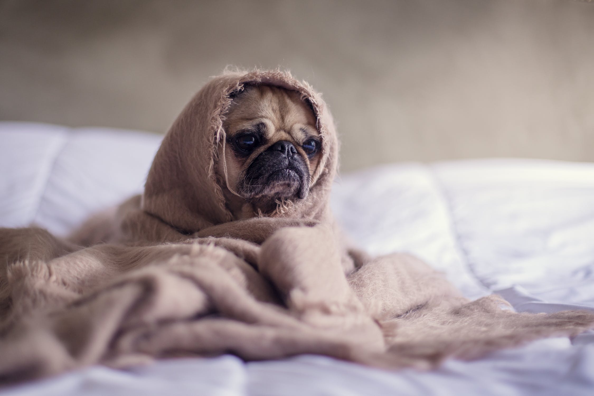 dog covered in sheets bed