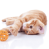 Top 15 Best Cat Food in the UK for 2025 [Vet-Approved & Owner-Tested Guide]